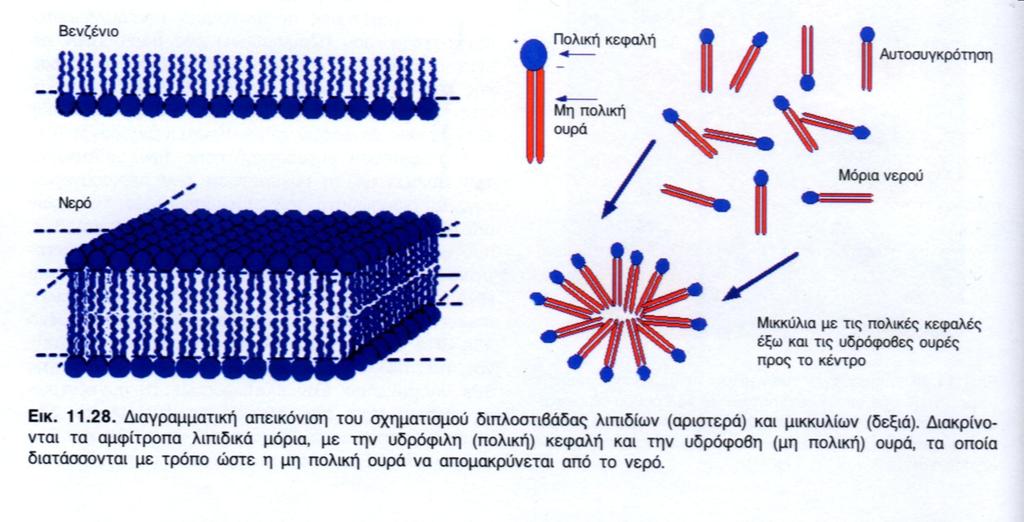 Όλες σχεδόν οι υπερμοριακές δομές έχουν την ικανότητα της αυτοσυγκρότησης, όπως έχει αποδειχθεί με σχετικές έρευνες.