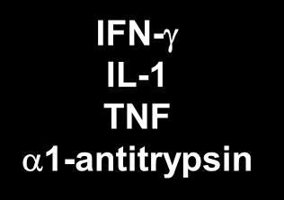 IFN- IL-1 TNF IFN-a,β IL-1 TNF HIF-1 Shortened