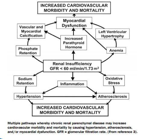 The Cardiorenal Syndrome: Which Came First the Chicken or the Egg?