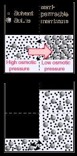 Οσμωτική πίεση Ώσμωση είναι η διάχυση μικρών μορίων διαμέσου μιας ημιπερατής μεμβράνης.
