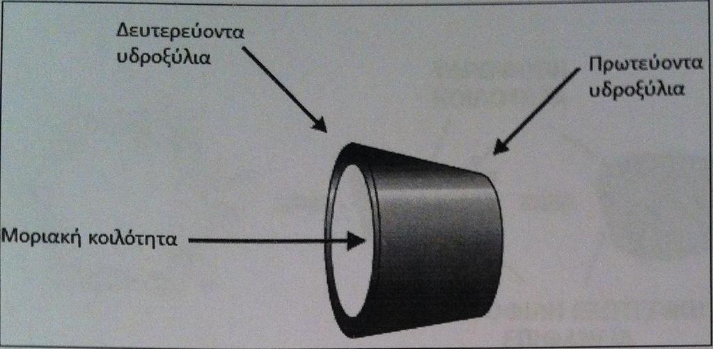 Εικόνα 2.12: Σχηματική πλάγια όψη κυκλοδεξτρίνης 2.8.2 Ιδιότητες Η συγκέντρωση των υδροξυλικών ομάδων (Ο-Η) της κυκλοδεξτρίνης στην εξωτερική περιφέρεια της, προσδίδει υδροφιλικές ιδιότητες στο μόριο.