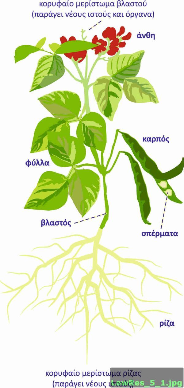 Πρωτογενής ανάπτυξη παράγονται ιστοί και όργανα μέσω της δραστηριότητας του κορυφαίου ή ακραίου