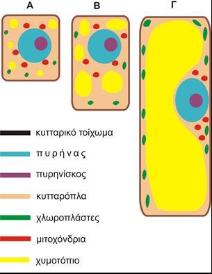 Ζώνη επιμήκυνσης οργάνων Τα θυγατρικά των μεριστωματικών κυττάρων αναπτύσσονται σε μέγεθος με την αύξηση