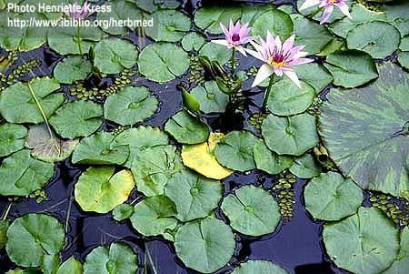 Αερέγχυμα Nymphaea