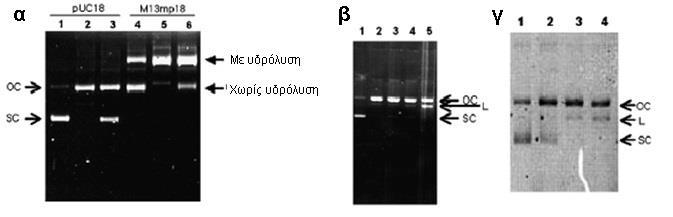 Εικόνα 15. Υδρόλυση του πλασμιδίου puc18 DNA ή του M13mp18 dsdna. Τεμαχισμός της υπερελικωμένης μορφής του πλασμιδίου από το mabg1-5. Διάσπαση υπερελιγμένου ή M13mp18 dsdna από mabg1-5.