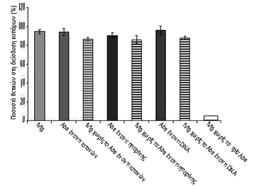 Εικόνα 13. Ποσοστό θετικών στη διείσδυση κυττάρων NIH-3T3 των τριών IgG υποπληθυσμών της IVIg. Κύτταρα ΝΙΗ-3Τ3 επωάστηκαν με τους τρεις απομονωμένους υποπληθυσμούς (200μg/ml), την ολική IVIg (1.