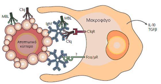C1q που οδηγεί στην προσέλκυση μακροφάγων, τα οποία φαγοκυτταρώνουν τα αποπτωτικά κύτταρα με τελικό αποτέλεσμα την κάθαρση των αποπτωτικών κυττάρων (Εικόνα 22.).