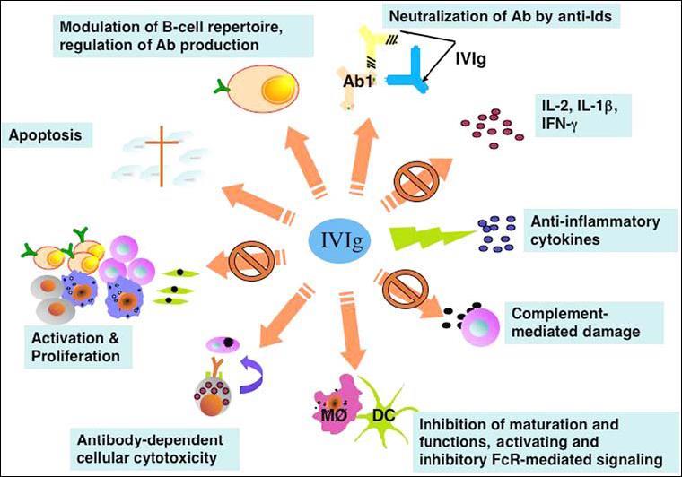 Τροποποίηση του ρεπερτορίου Β- κυττάρων, ρύθμιση παραγωγής Abs Εξουδετέρωση Ab από αντι-ids Απόπτωση IL-2, IL-1β, IFN-γ Αντιφλεγμονώδεις κυτταροκίνες Ενεργοποίηση και πολλαπλασιασμός Βλάβη μέσω του