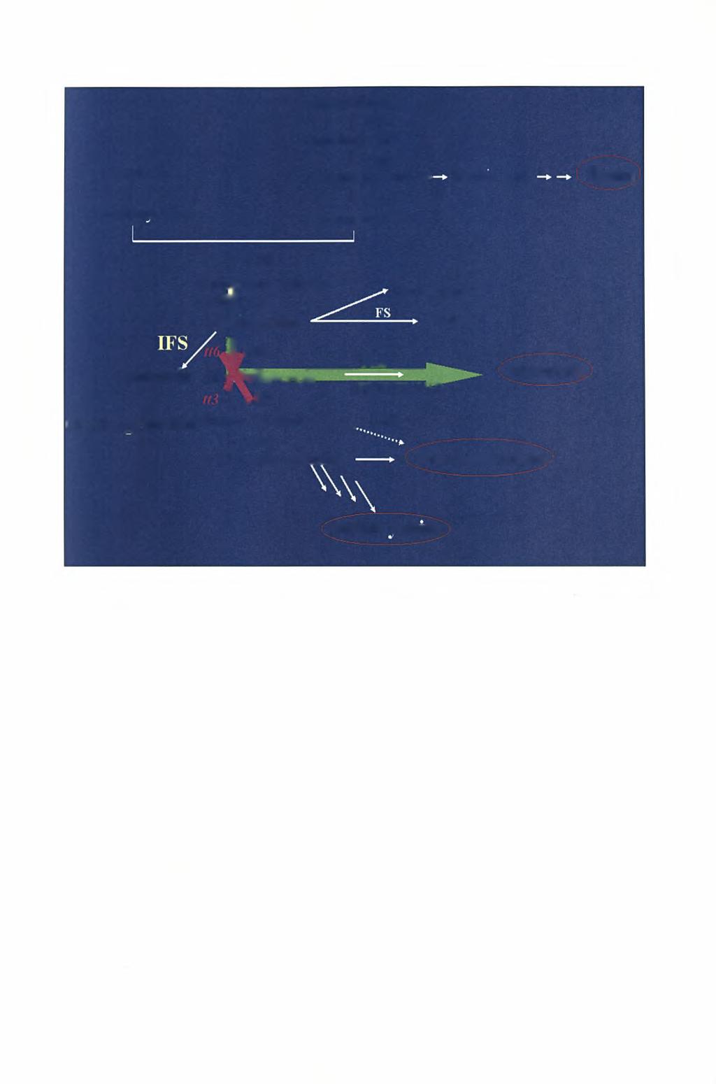 acetyl CoA i malonvl CoA phenylalanine PAL cinnamic acid I C4H p-coumaric acid» ^ 4CL p-coumaroyl CoA ferulic acid lignin tt4 J CHS naringenin chalcone /ffchi naringenin Leucoapigenindin Apigenin F3H