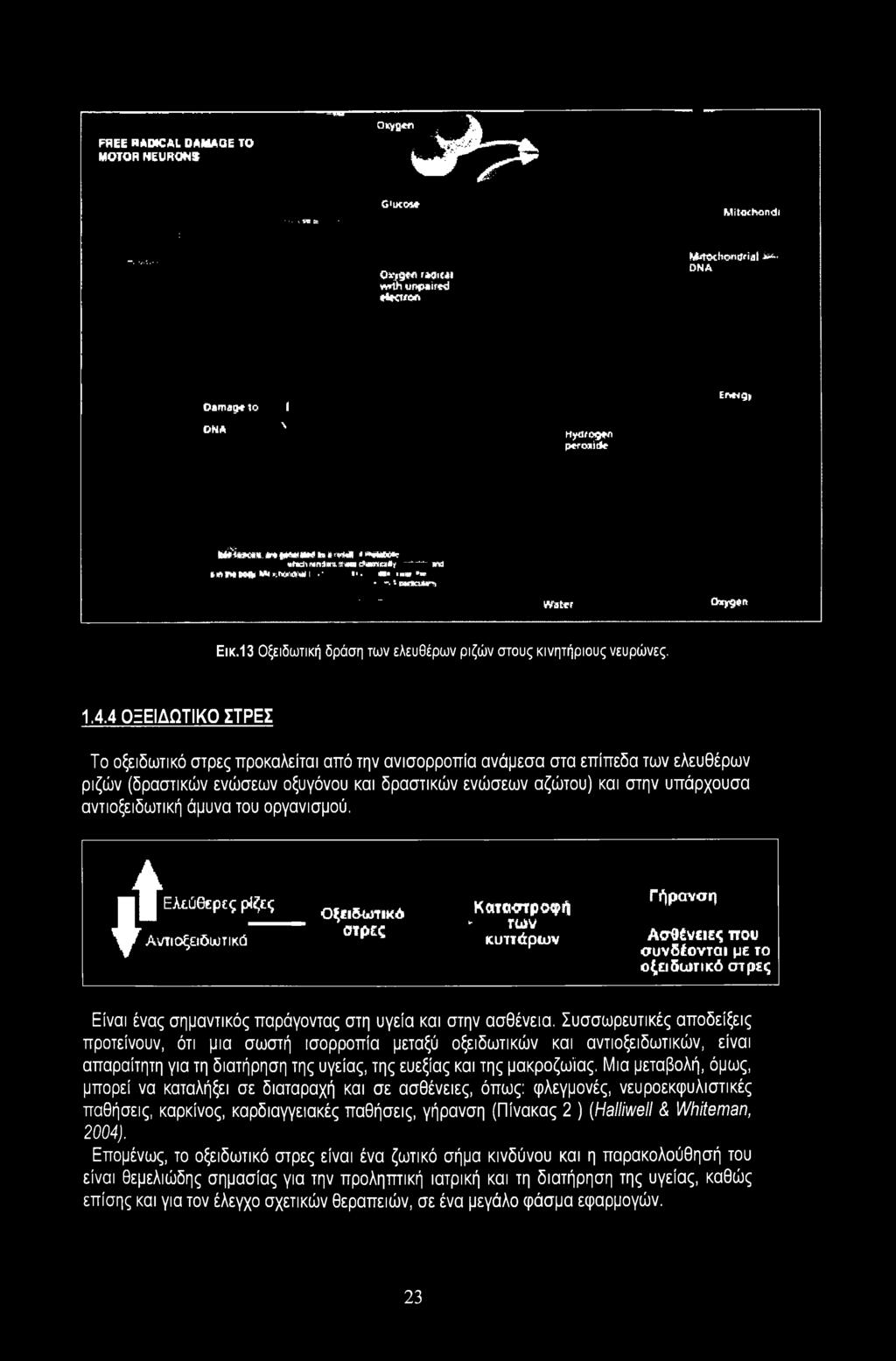 4 ΟΞΕΙΔΩΤΙΚΟ ΣΤΡΕΣ Το οξειδωτικό στρες προκαλείται από την ανισορροπία ανάμεσα στα επίπεδα των ελευθέρων ριζών (δραστικών ενώσεων οξυγόνου και δραστικών ενώσεων αζώτου) και στην υπάρχουσα