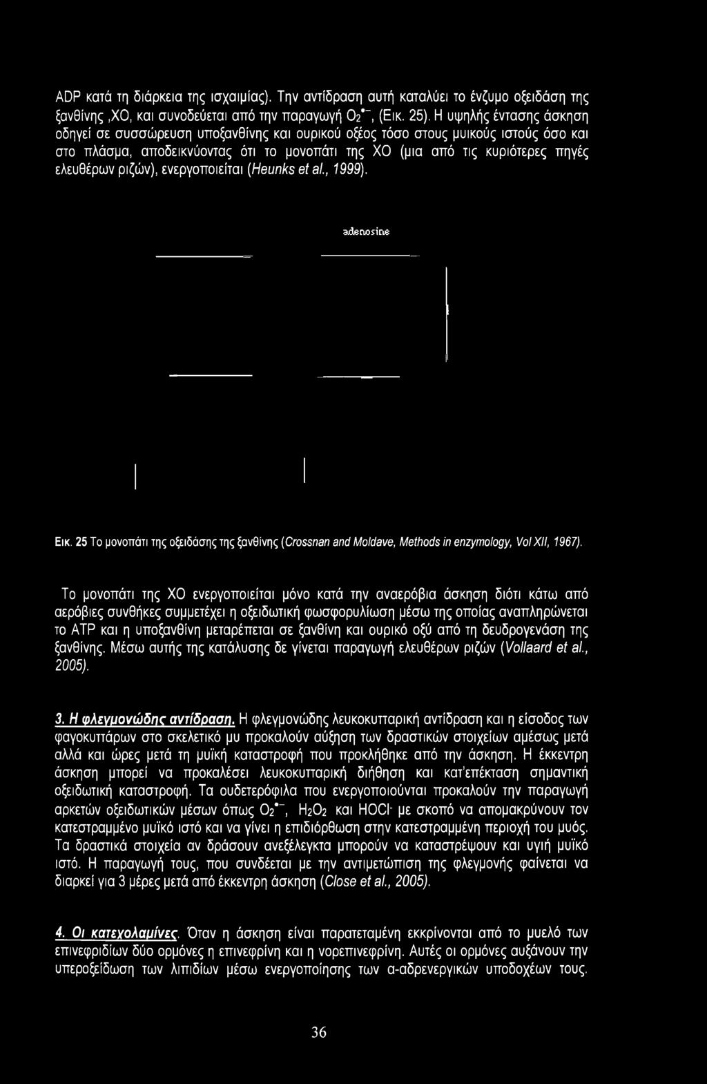 ριζών), ενεργοποιείται (Heunks et al., 1999). adenosine Εικ. 25 To μονοπάτι της οξειδάσης της ξανθίνης (Crossnan and Moldave, Methods in enzymology, VoiXil, 1967).