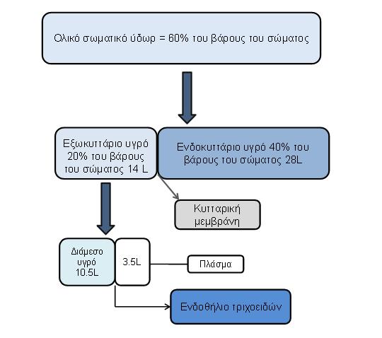 Αποτελεί προτεραιότητα όλων η κατάλληλη αναπλήρωση των υγρών, τόσο για την ενίσχυση της υγείας του ατόµου, όσο και για την ενίσχυση της αθλητικής απόδοσης.