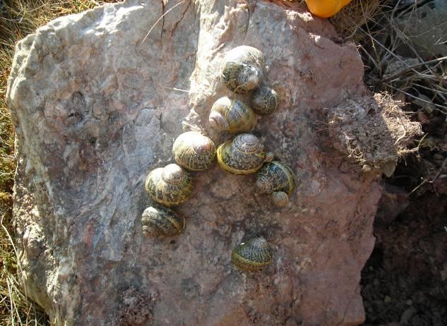 2 Sampling region of a natural dry habitat. Εικόνα 2.