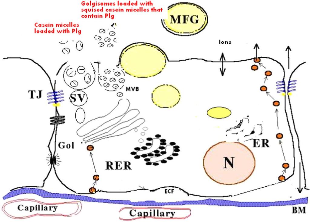 BM: βασική μεμβράνη ECF: εξωκυτταρικό υγρό N: πυρήνας ER: ενδοπλασματικό δίκτυο RER: αδρό ενδοπλασματικό δίκτυο Gol: σύστημα Golgi SV: εκκριτικά κυστίδια MVB: πολυκυστικό σώμα TJ: στενοσύνδεσμος των