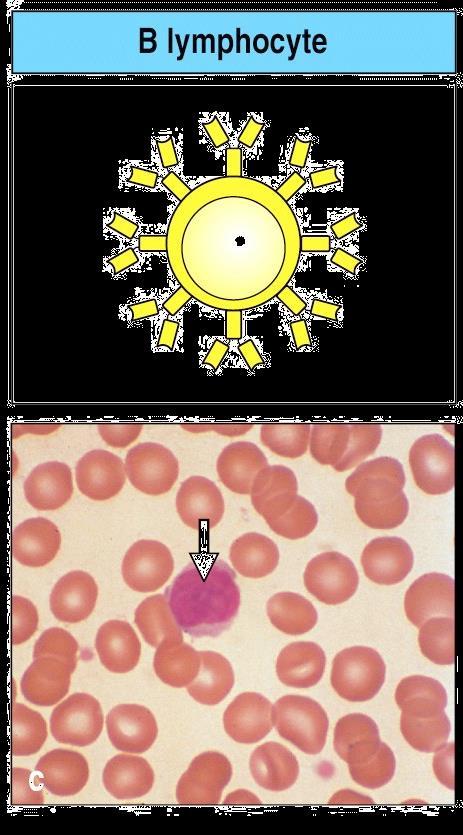Β λεμφοκύτταρα: χυμική