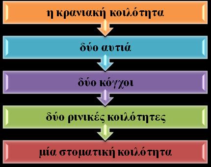 Α ΜΕΡΟΣ 1. ΑΝΑΤΟΜΙΑ Η περιοχή της κεφαλής και του τραχήλου είναι μια περιοχή όπου ανευρίσκεται μεγάλος αριθμός σημαντικών ανατομικών δομών σε σχετικά μικρό χώρο (Snell, 2008).