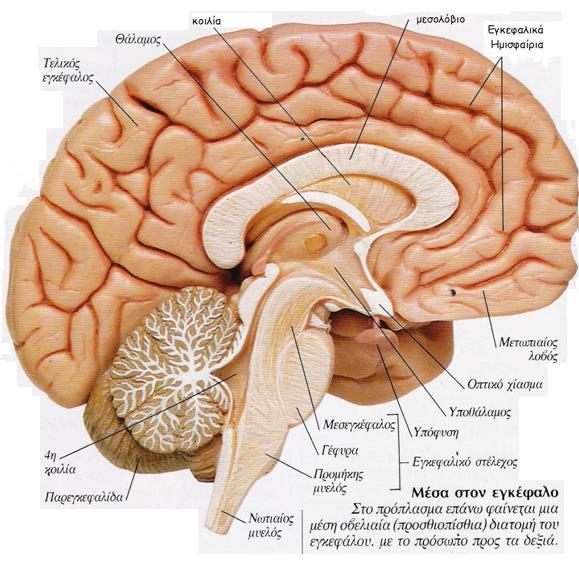 3. Ο μεσεγκέφαλος (μέσος εγκέφαλος), ο οποίος είναι το πρώτο τμήμα του εγκεφαλικού στελέχους, που διακρίνεται κατά την εξέταση του ακέραιου εγκεφάλου του ενήλικα, και εντοπίζεται στη συμβολή μέσου