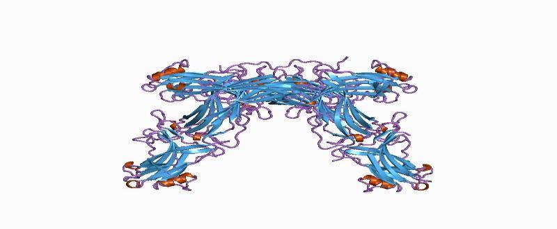 TERMATIΣΜΟΣ ΑΠΟΚΡΙΣΗΣ ΑΡPΕΣΤΙΝΗ Arrestins were first discovered as a part of a conserved two-step mechanism for regulating the activity of G protein-coupled receptors (GPCRs) in the visual rhodopsin