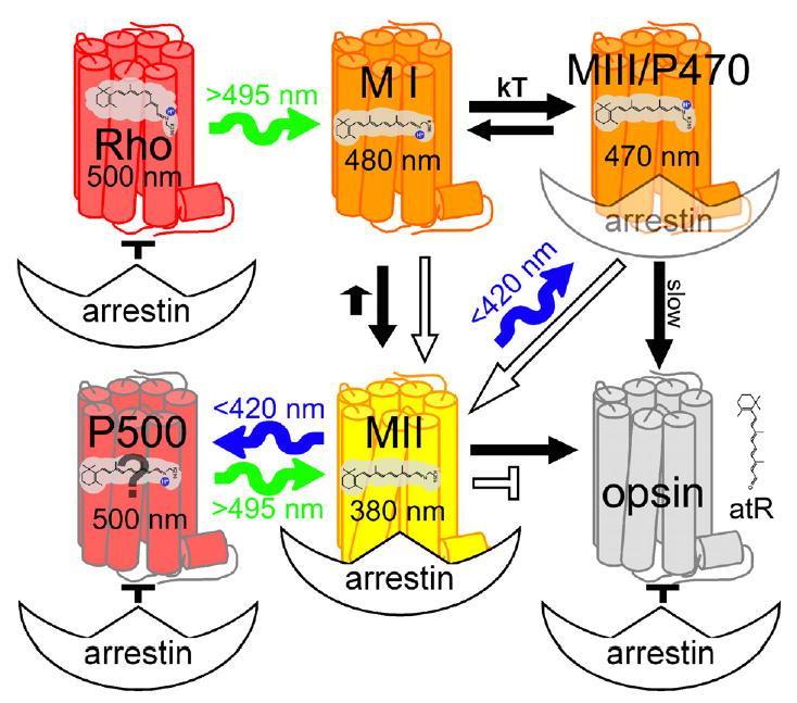 A cartoon proposing how arrestin can interact with the major photoproducts of phosphorylated rhodopsin.