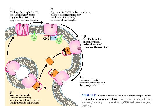 Απευαισθητοποίηση β-αδρενεργικού υποδοχέα Η β-ark ανήκει στην οικογένεια των GRKs (G protein- coupled receptor kinases) 5 διαφορετικές GRKs και 4 διαφορετικές αρρεστίνες (arrestin)