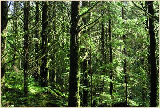 Εικόνα 1.2: Ανανεώσιμος φυσικός πόρος(δάσος) ΠΗΓΗ : Παραλίκα Μ.