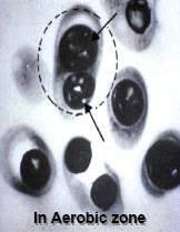 Βιολογική απομάκρυνση Φωσφόρου Αερόβιες συνθήκες Γρήγορος μεταβολισμός της αποθηκευμένης τροφής (PHB) παράγοντας νέα κύτταρα Η διαδικασία