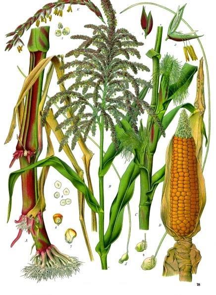 Zea mays,