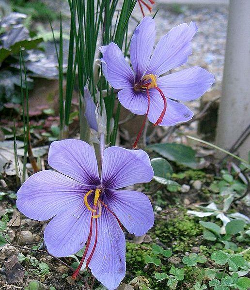 Crocus sativus