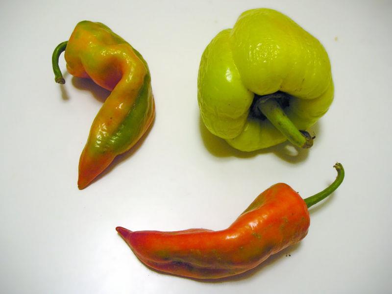 Capsicum annuum,