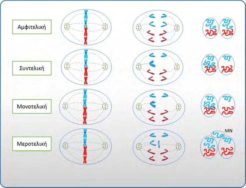 Εικόνα: 6.2.2.α.: Τύποι πρόσδεσης των κινητοχώρων των χρωμοσωμάτων στους μικροσωληνίσκους της μιτωτικής ατράκτου. (Προσαρμογή από Luzhna et al., 2013).