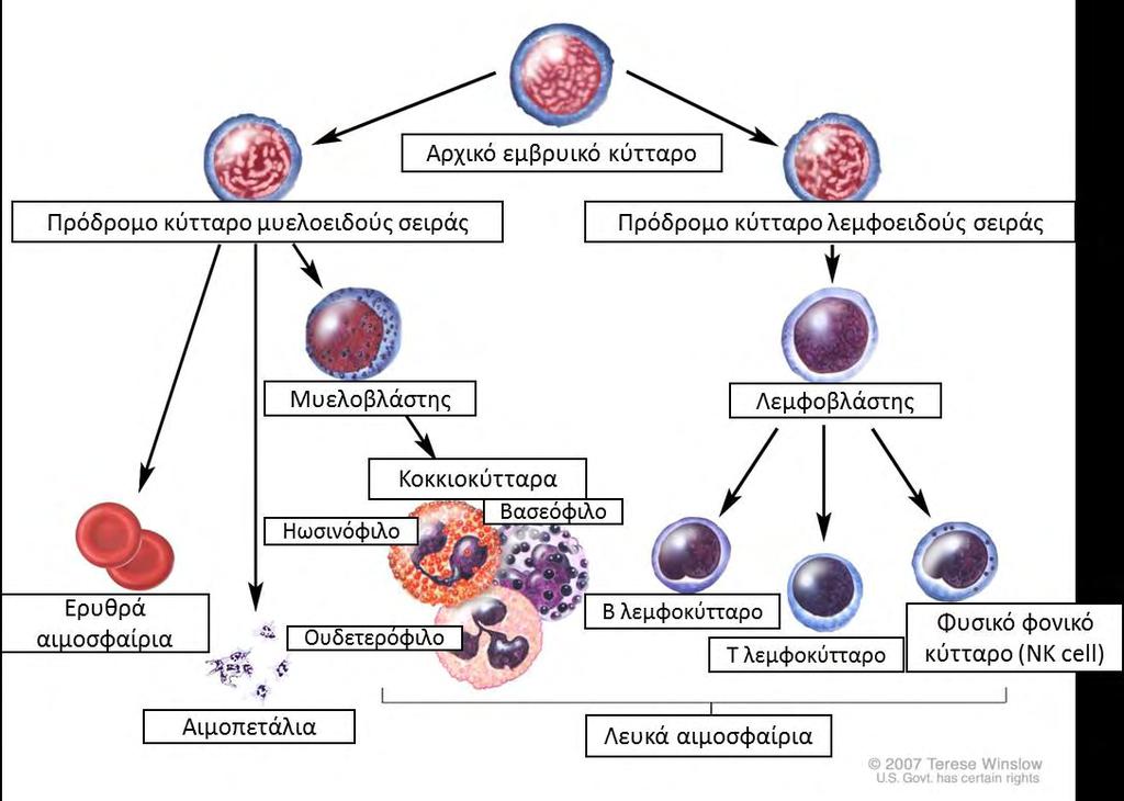 λεμφοκύτταρα και η μυελοειδής σειρά από τα ερυθροκύτταρα και τα υπόλοιπα λευκά αιμοσφαίρια. Εικόνα 8.1.: Η ωρίμανση των κυττάρων του αίματος. (Προσαρμογή από https://www.cancer.
