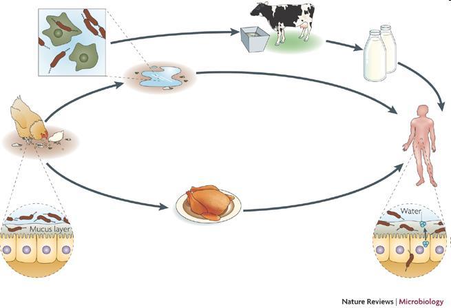 Campylobacter spp. C. jejuni, C.