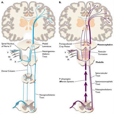 Εικόνα 1: Σχηματική απεικόνιση των οδών του πόνου Όλα όσα αναφέραμε αφορούν την μεταβίβαση του πόνου για όλο το υπόλοιπο σώμα εκτός από την περιοχή της κεφαλής.