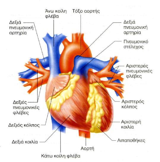 ΚΕΦΑΛΑΙΟ 1 Η ΚΑΡΔΙΑ 1.1 ΟΙ ΚΟΙΛΟΤΗΤΕΣ ΤΗΣ ΚΑΡΔΙΑΣ Η καρδιά στον άνθρωπο έχει τέσσερις χώρους.
