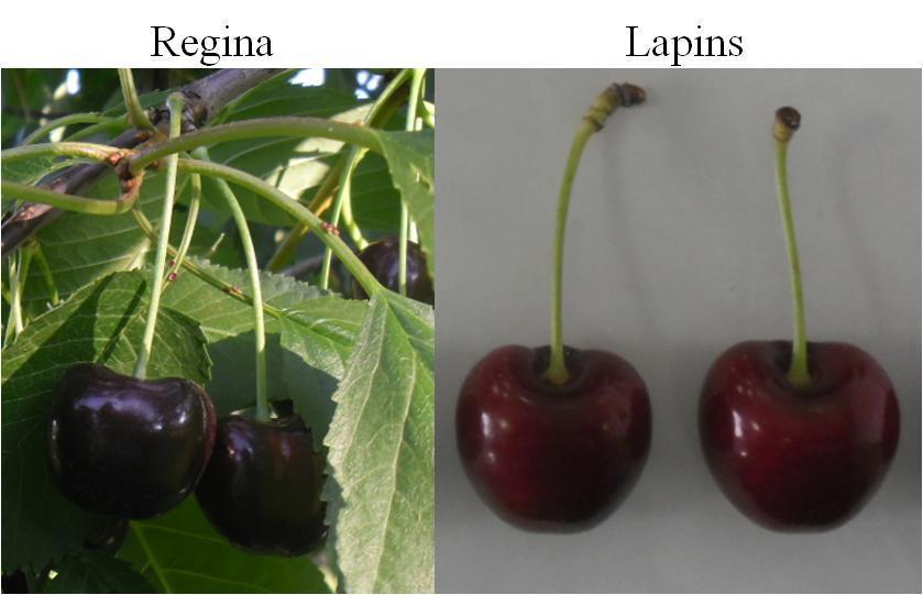 Δζηυκα 3: Κανπμί πμζηζθίαξ Regina (πάκς ζημ δέκδνμ) ηαζ Lapins (ηδκ διένα ηδξ ζοβημιζδήξ ημο πεζνάιαημξ) 1.6.