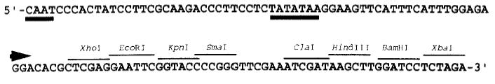 Εικόνα 7. Δομή του πλασμιδίου part7, που χρησιμοποιήθηκε για την δημιουργία της κασέτας έκφρασης του γονιδίου gst4.