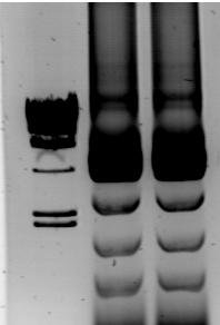 Δημιουργία του πλασμιδιακού φορέα part27-gst4 Πραγματοποιήθηκε απομόνωση πλασμιδιακού DNA από τον κλώνο 15 που βρήκαμε ότι έχει την κασέτα έκφρασης του gst4 κλωνοποιημένη στο πλασμίδιο part7.