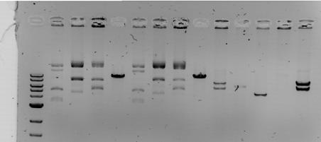 Μ: ο δείκτης μοριακών μεγεθών (λ HindII DNA), 1-6: οι κλώνοι 164, 172, 173, 176, 179, 180 κομμένοι με NotI, 7-12: οι κλώνοι 164, 172, 173, 176, 179, 180 κομμένοι με BamHI, 13: