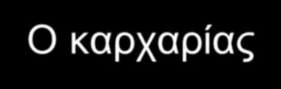 Ο καρχαρίας Οι καρχαρίες προσανατολίζονται με βάση τις