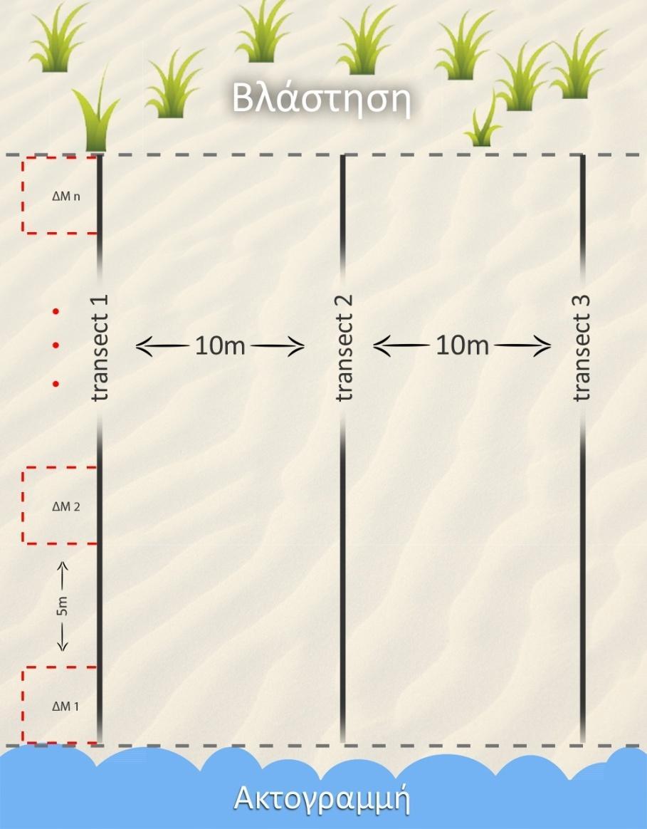 δειγματοληπτική μονάδα λαμβανόταν από το άκρο της ακτογραμμής και στη συνέχεια οι υπόλοιπες λαμβανόταν κάθε 5m προς το άνω μέρος της παραλίας (εικ. 6).