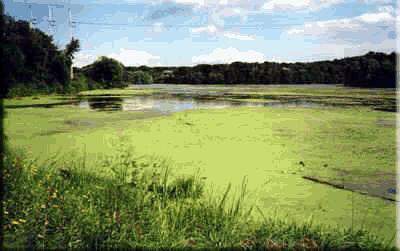 3 Eutrophication Potential (EP) Eutrophication originates mainly from N and P (such as N, NO x, NH4 +, PO 4 3-, P and COD) in sewage outlets and fertilizers Nutrients accelerate the growth of algae