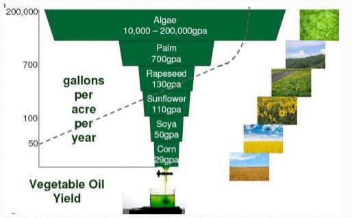 Biodiesel