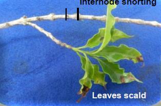 org/edcenter/intro pp/lessons/prokaryotes/pages/bacterial LeafScorch.aspx) (Ε2)] Ε2 ΣΤ.