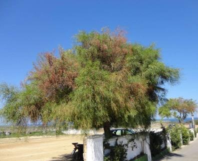 Bari, Italy] Μ Σύνταξη κειμένου: Μάρτιος 2014 Επικαιροποίηση κειμένου: Ιανουάριος 2016