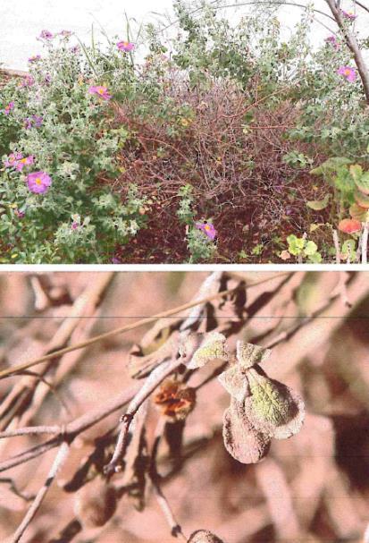 Συμπτώματα σε φυτά Cistus creticus  αρχών] Σύνταξη