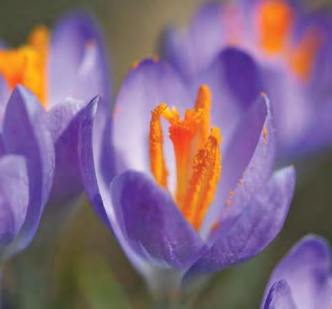 Lowly, with a brok neck, the crocus