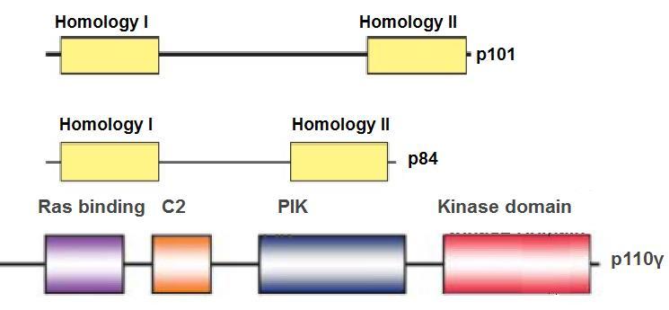 activating protein domain) ή BCR, δύο περιοχές ομολογίας 2 με την Src (SH2), και μια περιοχή μεταξύ των SH2 (i-sh2). H i-sh2 είναι η κύρια περιοχή σύνδεσης με την p110.