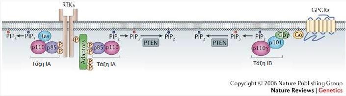 Σχήμα 1.4: Μηχανισμοί ενεργοποίησης της τάξης Ι των PI3Ks 10 1.1.2 Η ενεργοποίηση της τάξης IA των PI3Ks Οι δύο υποοικογένειες της τάξης Ι των PI3Ks, οι ΙΑ και ΙΒ, είναι αυτές που έχουν μελετηθεί περισσότερο στα θηλαστικά.