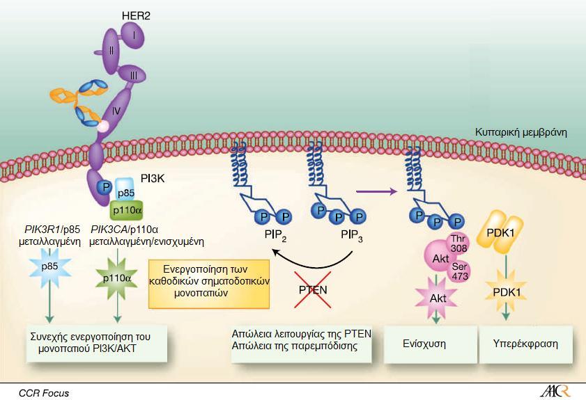 Σχήμα 1.13: Γενικοί μηχανισμοί αντίστασης στο Trastuzumab. Το PTEN είναι μια ογκοκατασταλτική πρωτεΐνη.