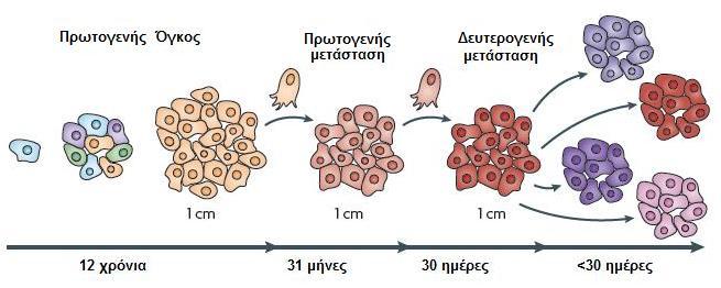 Σχήμα 2.2: H αργή διασκόρπιση και το μοντέλο του καταρράκτη της μετάστασης (καρκίνος μαστού). Κατά την τοπική εξέλιξη τα επιθετικά κύτταρα επιλέγονται και η διασκόρπιση ξεκινάει.